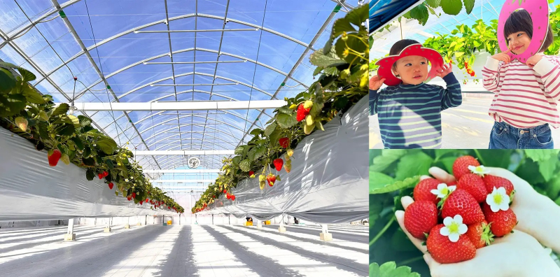 【埼玉県羽生市】新たないちご観光農園「げんき農場」が2024年2月17日にグランドオープン 