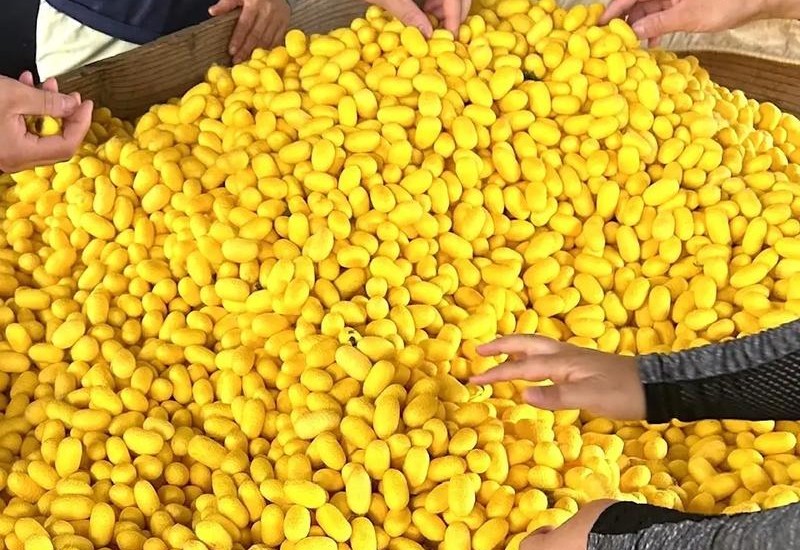 【富岡製糸場】純国産希少シルク「ぐんま黄金」を使用した新製品を発表。染色をしない環境配慮型シルク