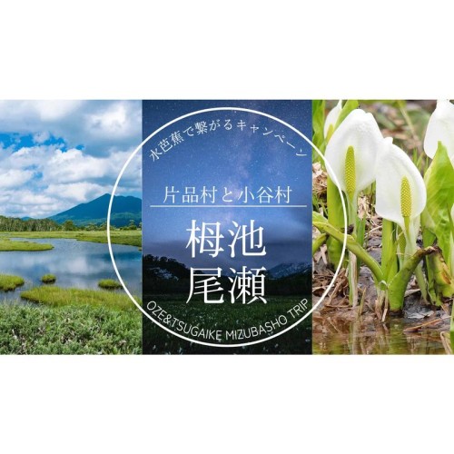 【長野県小谷村・群馬県片品村が連携】みずばしょうで繋がるキャンペーンを開始