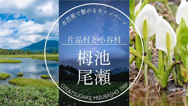 【長野県小谷村・群馬県片品村が連携】みずばしょうで繋がるキャンペーンを開始