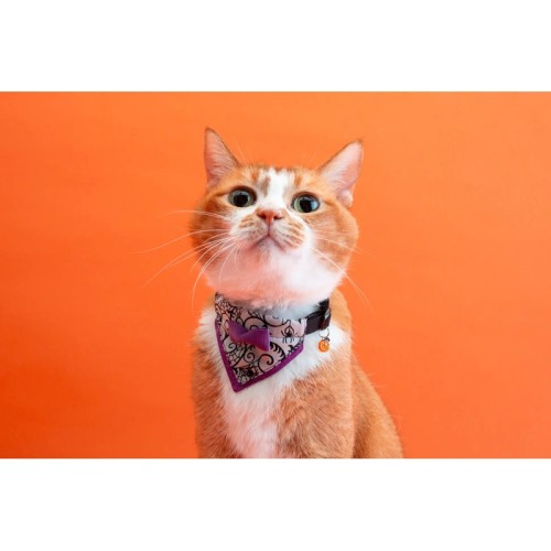 猫用首輪ブランド「ぽぽねこ」、ハロウィン限定モデルを発売