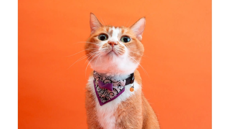 猫用首輪ブランド「ぽぽねこ」、ハロウィン限定モデルを発売