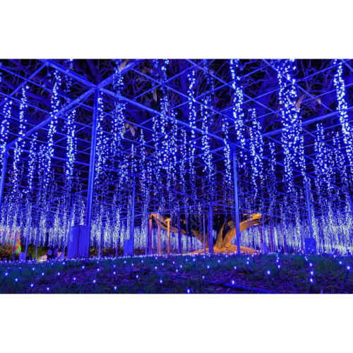 あしかがフラワーパークで冬のイルミネーションが開幕!光と香りに包まれるイマーシブ体験を提供