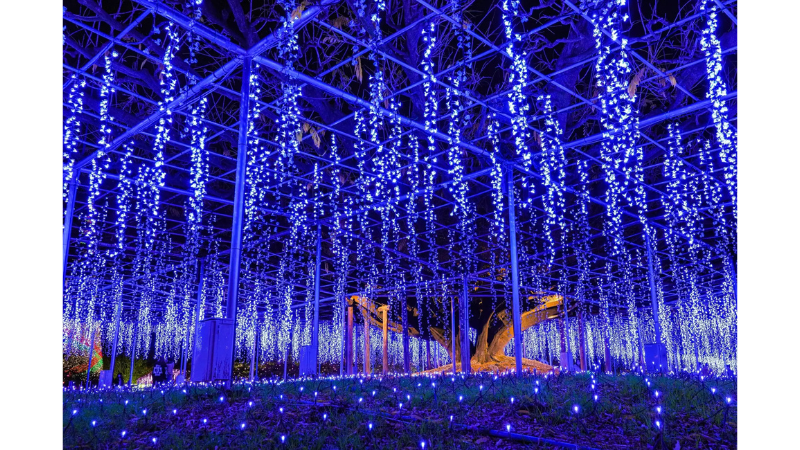 あしかがフラワーパークで冬のイルミネーションが開幕!光と香りに包まれるイマーシブ体験を提供