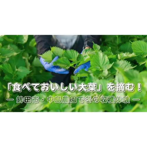 チイオシ鉾田市プロジェクト第4弾、「大葉収穫体験プログラム」を開催