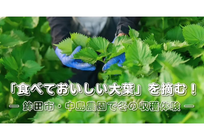 チイオシ鉾田市プロジェクト第4弾、「大葉収穫体験プログラム」を開催