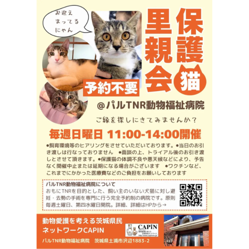 毎週日曜日に保護猫里親会を開催！NPO法人CAPINがパルTNR動物福祉病院で譲渡機会を提供