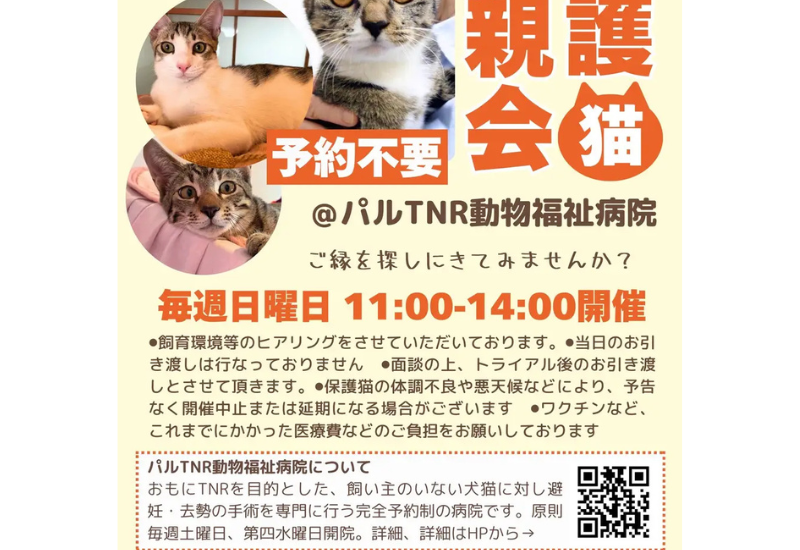 毎週日曜日に保護猫里親会を開催！NPO法人CAPINがパルTNR動物福祉病院で譲渡機会を提供