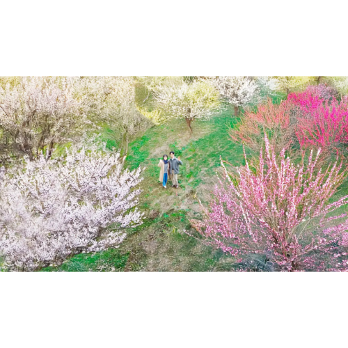 日本三名園「偕楽園」を舞台とした「水戸の梅まつり特別宿泊プラン」を6組限定で販売