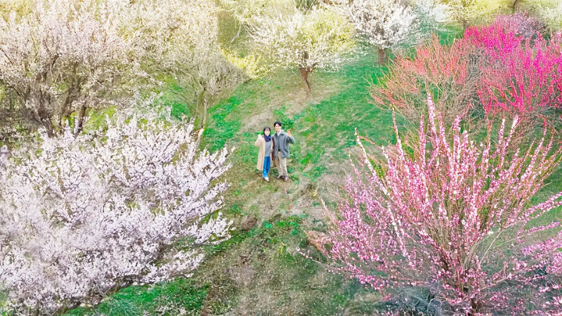 日本三名園「偕楽園」を舞台とした「水戸の梅まつり特別宿泊プラン」を6組限定で販売