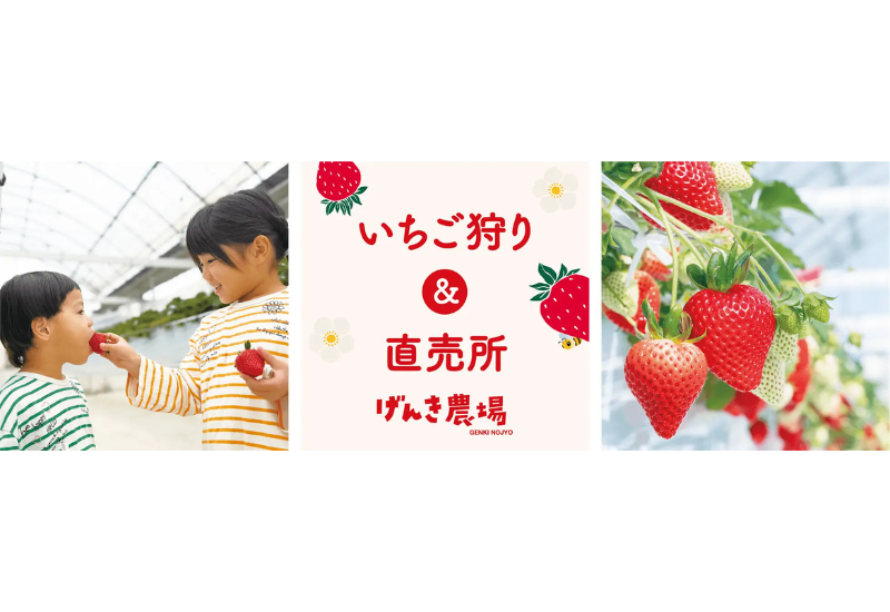 【埼玉県羽生市】羽生農場、人気5品種を食べ比べできるいちご狩りを1月31日からスタート！