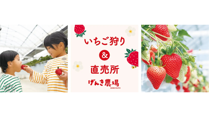 【埼玉県羽生市】羽生農場、人気5品種を食べ比べできるいちご狩りを1月31日からスタート!
