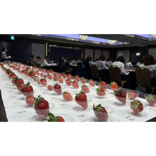 【第4回全国いちご選手権】栃木県真岡市の「とちあいか(まりちゃんちのいちご畑)」が最高金賞を受賞、埼玉県「あまりん」は金賞に輝く