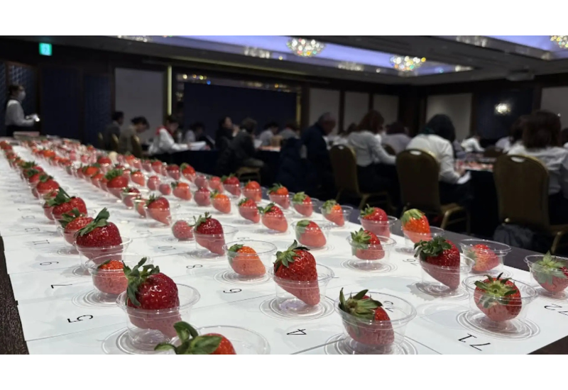 【第4回全国いちご選手権】栃木県真岡市の「とちあいか（まりちゃんちのいちご畑）」が最高金賞を受賞、埼玉県「あまりん」は金賞に輝く