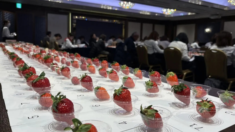 【第4回全国いちご選手権】栃木県真岡市の「とちあいか（まりちゃんちのいちご畑）」が最高金賞を受賞、埼玉県「あまりん」は金賞に輝く