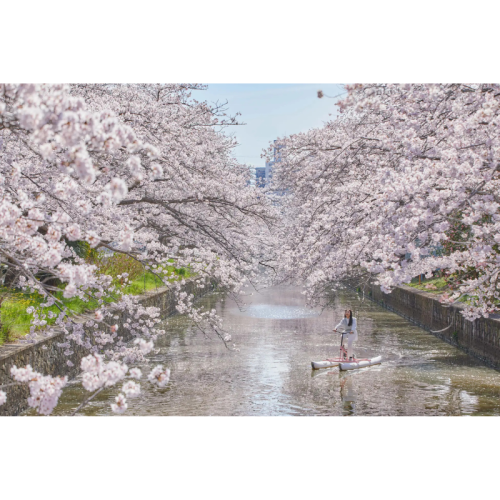 ホテルBEB5土浦で、自転車を楽しむ！ 土浦市の桜の名所・新川で「お花見水上サイクリング」を開催