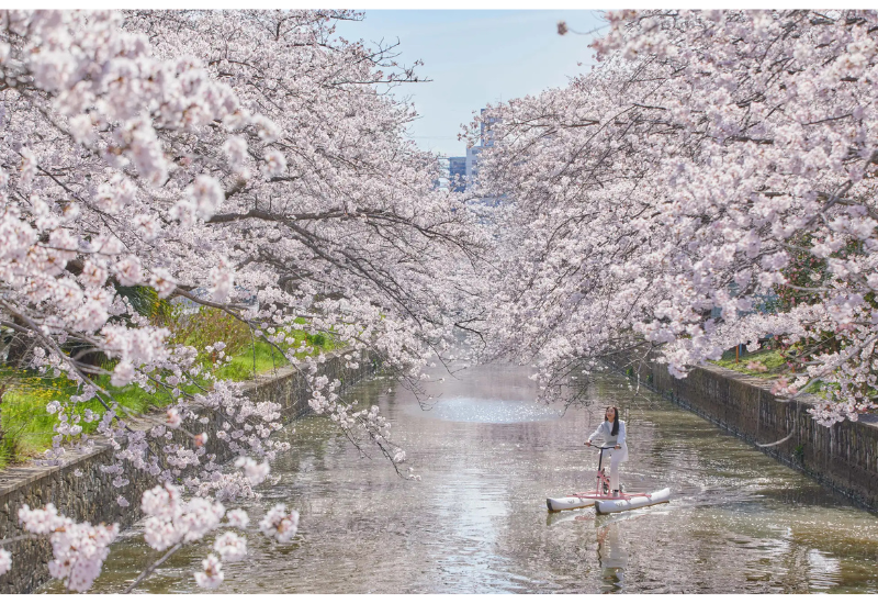 ホテルBEB5土浦で、自転車を楽しむ！ 土浦市の桜の名所・新川で「お花見水上サイクリング」を開催