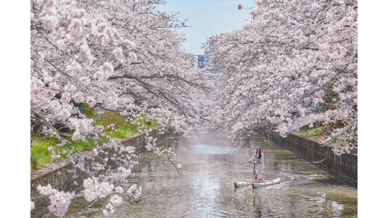 ホテルBEB5土浦で、自転車を楽しむ！ 土浦市の桜の名所・新川で「お花見水上サイクリング」を開催