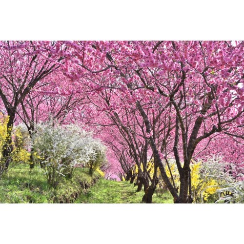 群馬の丘陵を彩る1,000本の花桃！昼夜で異なる景観を展開する「花桃の丘まつり」が開催