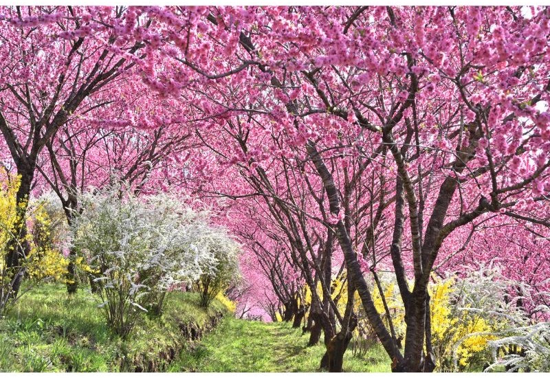 群馬の丘陵を彩る1,000本の花桃！昼夜で異なる景観を展開する「花桃の丘まつり」が開催