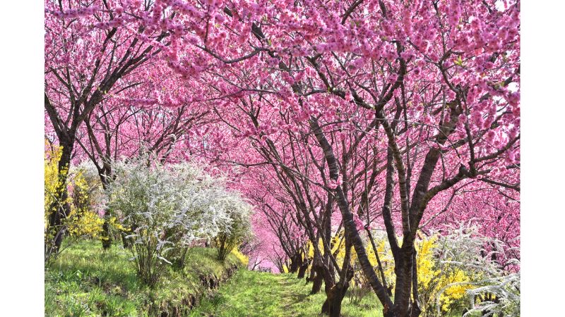 群馬の丘陵を彩る1,000本の花桃!昼夜で異なる景観を展開する「花桃の丘まつり」が開催