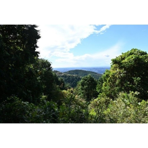 【茨城県つくば市】森林文化協会、つくば万博の森を“自然共生サイト”として認定