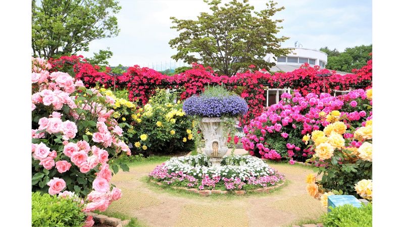 藤とバラが彩る春の競演。あしかがフラワーパークで「春のバラまつり」を開催中