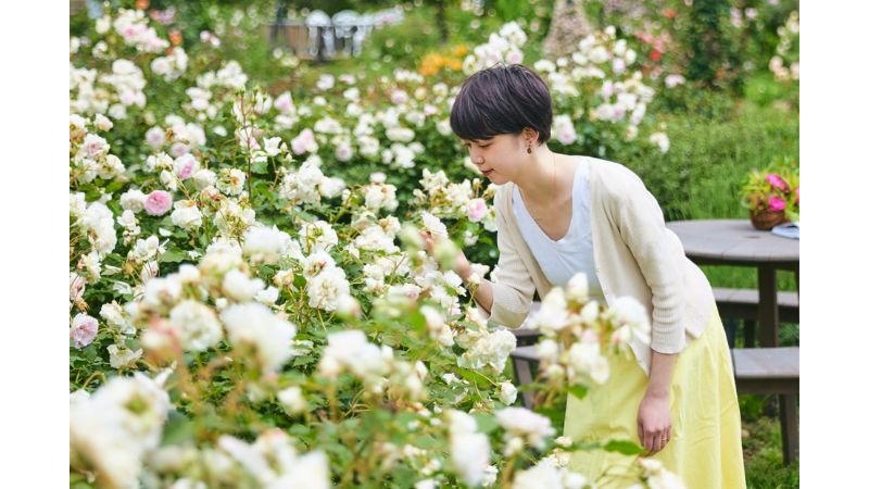 いばらきフラワーパークでバラが華やぐ「春バラフェア～バラに囲まれる時間」が5月上旬から開催