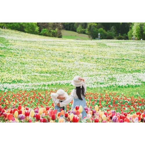 【群馬県みなかみ町】100万株のスイセンが咲き誇る「ノルンみなかみフラワーガーデン」が開園