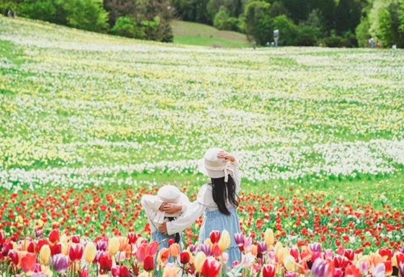 【群馬県みなかみ町】100万株のスイセンが咲き誇る「ノルンみなかみフラワーガーデン」が開園