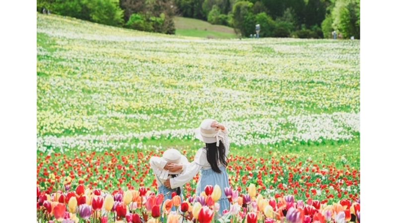 【群馬県みなかみ町】100万株のスイセンが咲き誇る「ノルンみなかみフラワーガーデン」が開園