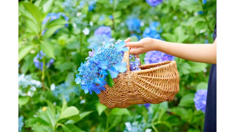 ぐんまフラワーパークプラスで約5,000株のアジサイが咲き誇る大型フェア「あじさいまつり」を開催